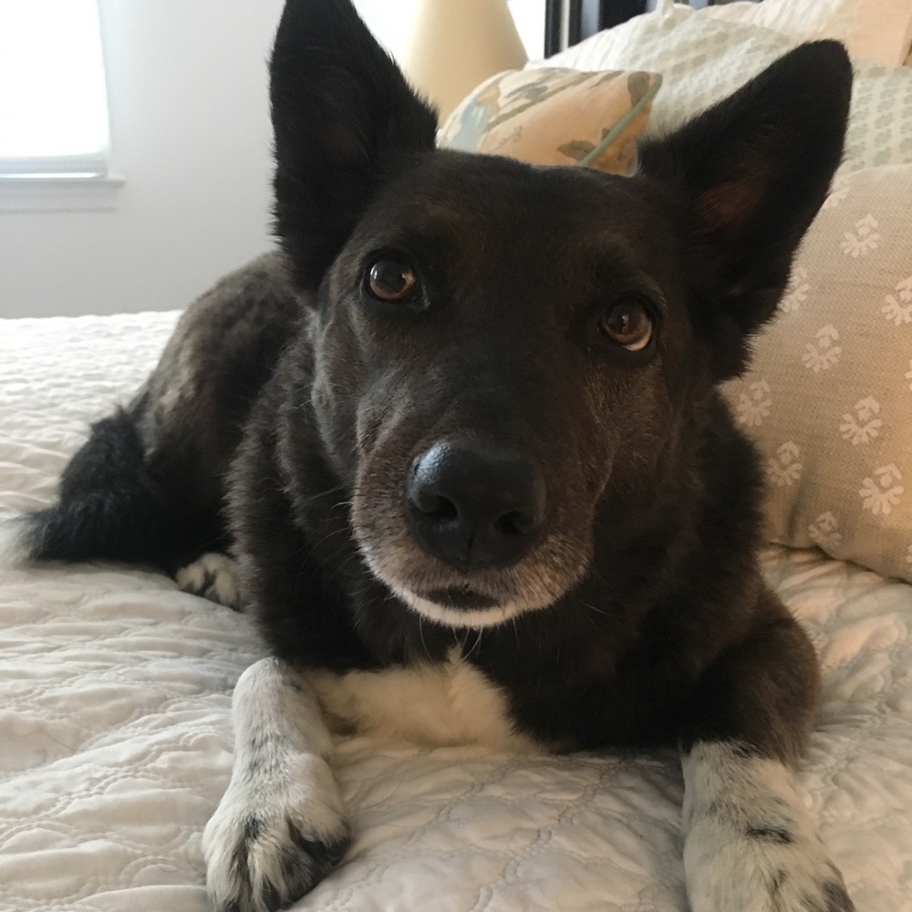 Meet your Posher, Leila